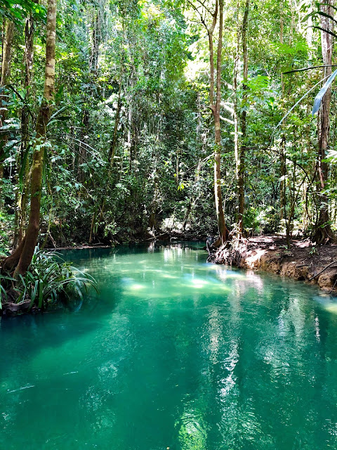 hutan papua