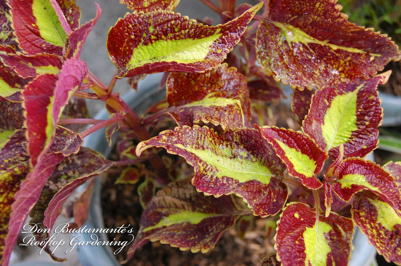 Don Bustamante's Rooftop Garden: Coleus [Crimson Gold]