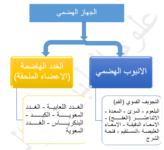 مخطط يوضح مكونات الجهاز الهضمي