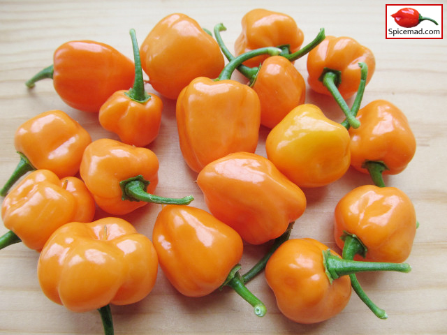 Habanero Numero Diez - 8th September 2019