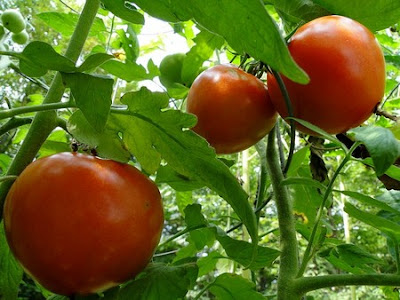 tomato plant