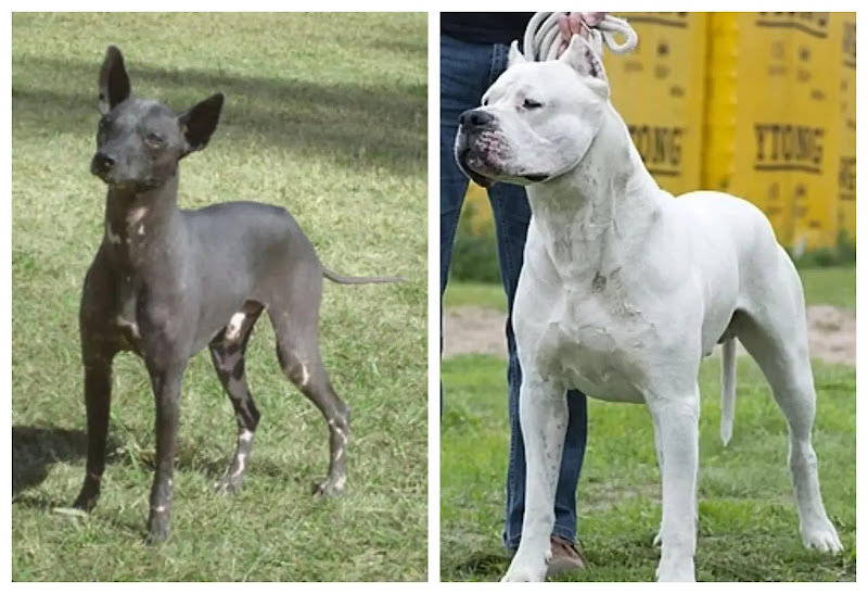 Dogo argentino y el perro Pila argentino.