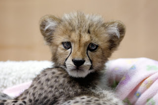 cheetah