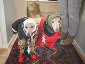Cute dogs - part 7 (50 pics), two greyhounds wear jackets