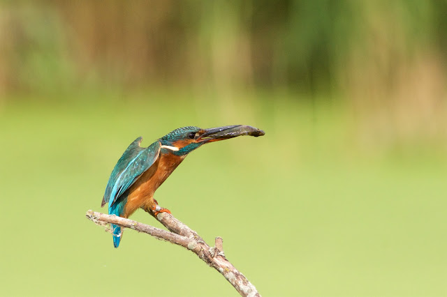 RSPB Rye Meads - Common Kingfisher छोटा किलकिला, राम चिरैया, शरीफन, निता मछराला  (Alcedo atthis)