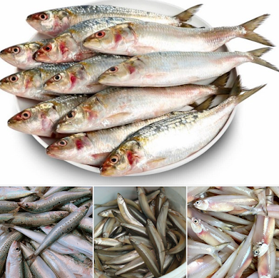 sardines and other small fatty fish for dogs and cats