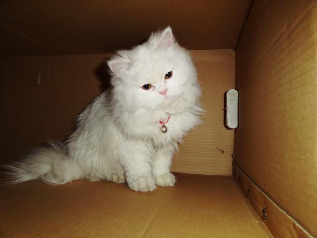 53 HQ Pictures Persian Cat For Sale Nyc - Persian Kittens For Sale Himalayan Kittens For Sale