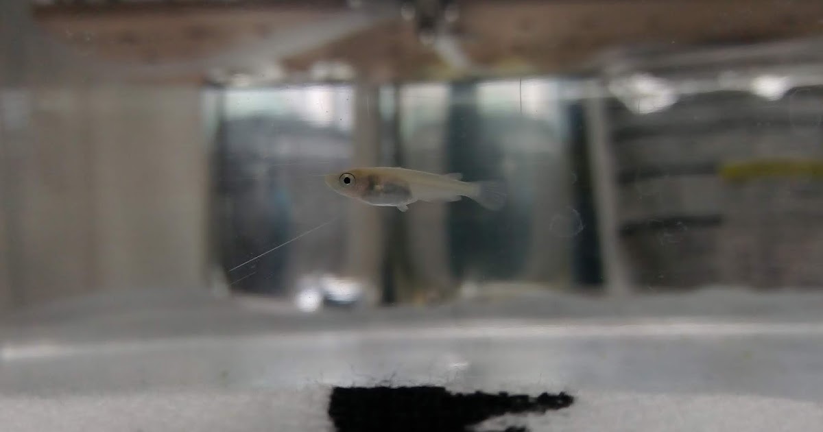 メダカが尾ぐされ病 ハリ病になってしまった時の対策 薬浴 塩浴