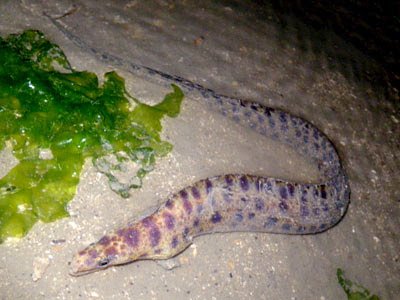 Brown-spotted moray (Gymnothorax reevesii)