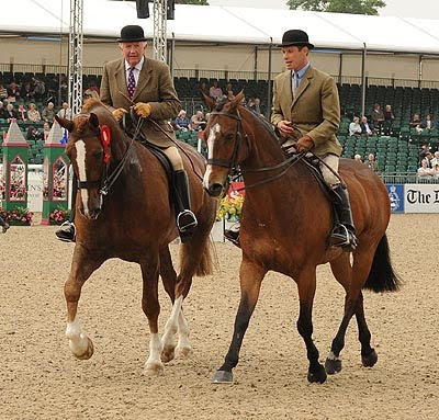 New Zealand Horse Tales: THE BRITISH SHOWIES CAME OUT IN ...