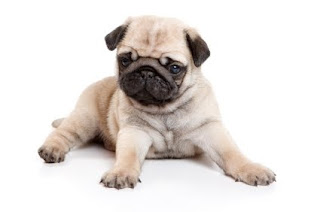 Pug PUppy Picture