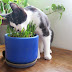 German plant breeders challenge EU Nagoya Regulation - allege threatens biodiversity