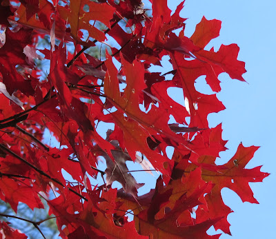 Red Oak Leaf 4