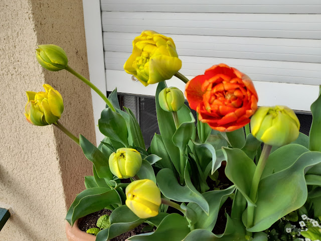 Tulipanes (Tulipa doble "Sun Lover").