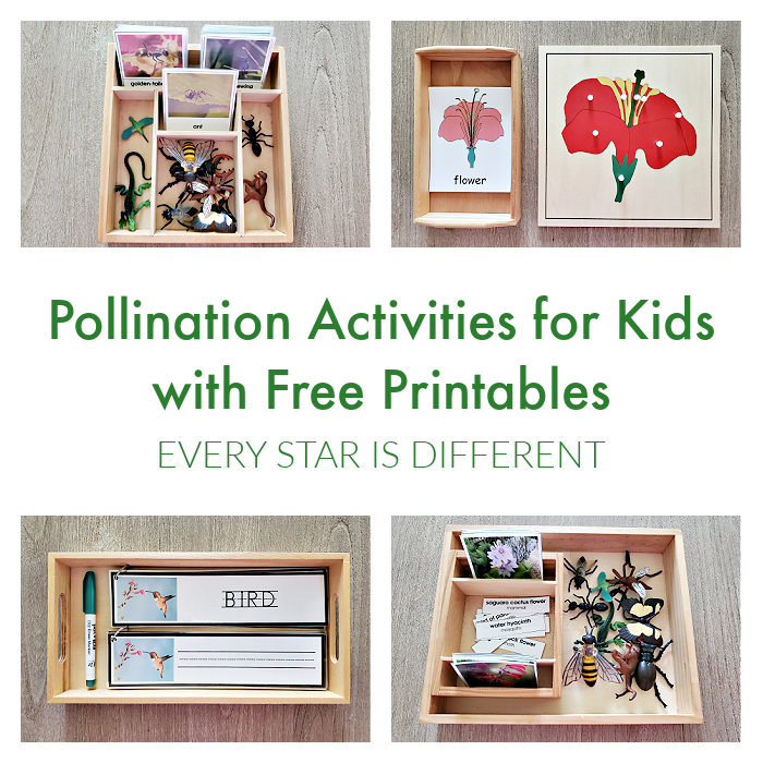 Pollination Activities for Kids with Free Printables