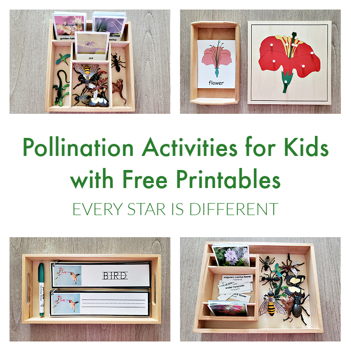 Polllination Activities for Kids