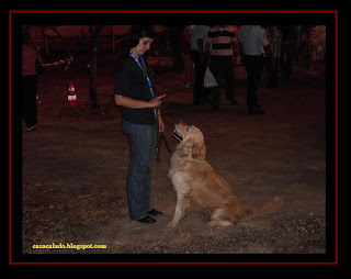 Pastor Australiano e Golden Retriever na Feira do Doce em Lagos