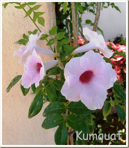 bignonia blanca 1