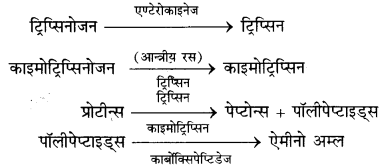 Solutions Class 11 जीव विज्ञान Chapter-16 (पाचन एवं अवशोषण)