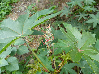 Ricinus communis - Ricin commun