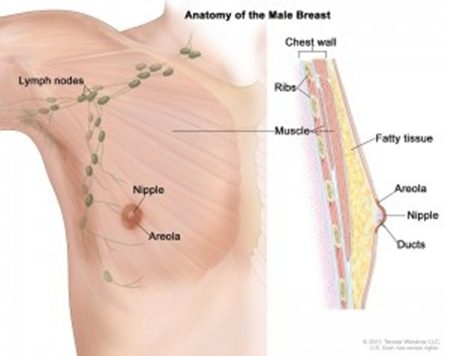 Pengobatan kangker payudara secara herbal, kanker payudara artis, cara mengobati kanker payudara dengan keladi tikus, ciri kanker payudara ganas, kanker payudara kanker payudara, kti kanker payudara, pengobatan kanker payudara secara alami, obat kanker payudara yg mujarab, kanker payudara stadium 2 apa bisa sembuh, pengobatan kanker payudara secara herbal, cara mengobati kanker payudara yang sudah parah