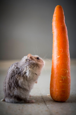 Retrato de mascota, foto de Carlos Larios