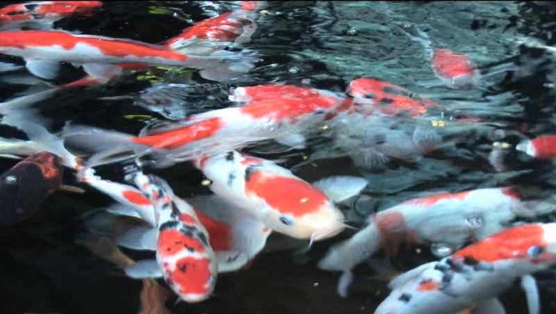 facts around us: koi carp fish | colorful koi fish | japanese koi carp