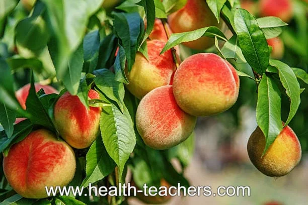 Peaches are delicious and healthy fruit - Health-Teachers