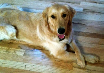 A Golden Retriever 