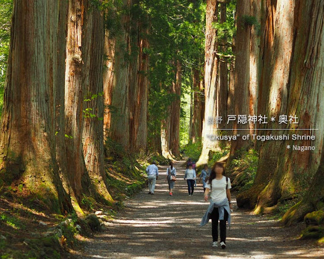 戸隠神社：奥社参道杉並木