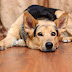 How Your Dog Can Suffer From a Slipped Disc 