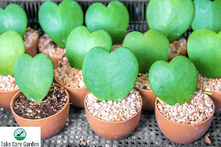 How to Care for a Hoya Kerrii Plant