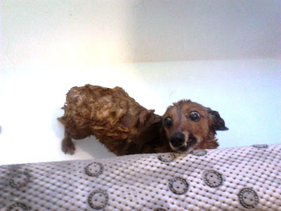 dachshund in the bath