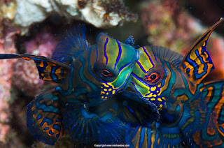 Mandarin Fish Wallpapers