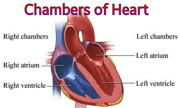 demostration of heart chambers