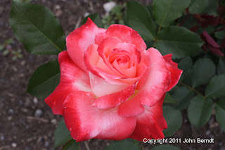 Maplewood Rose Garden - Rose 'Brigadoon'