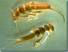 stonefly