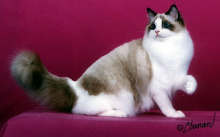 ragdoll cats breed pets animal wallpaper picture