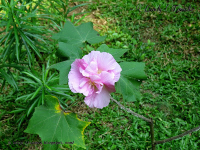 Changeable Rose, Hibiscus mutabilis