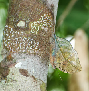 Malayan Oakleaf (Kallima limborgii)