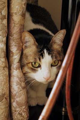 なんりひでこの猫よろず相談 その10 脱走した猫の探し方を教えてください