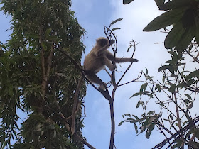 monkey at junagadh