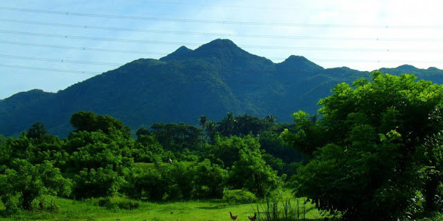 The majestic Mount Makiling