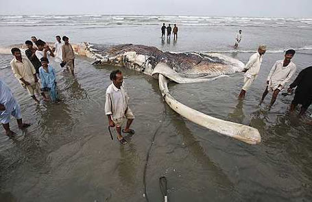 unidentified whale at Clifton beach in Karachi