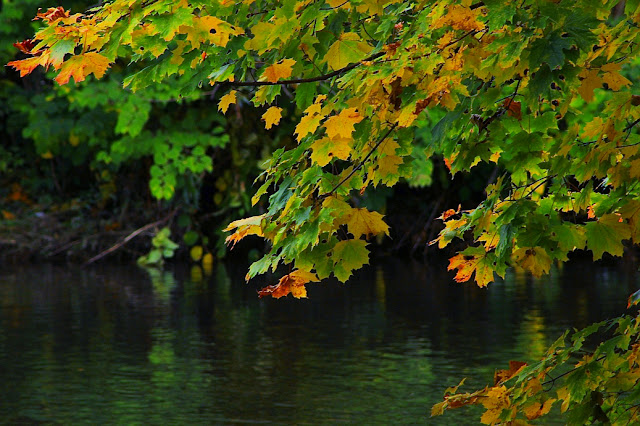 rzeka wisła jesienią