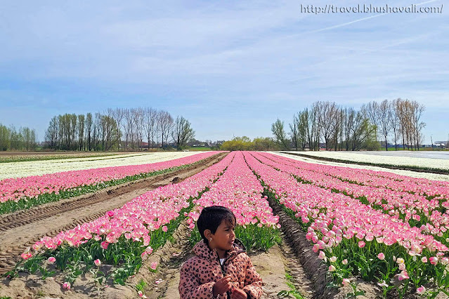 Tulip Fields in Belgium Meerdonk