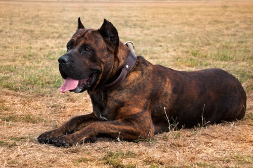 Top 5 Heaviest Dog Breeds