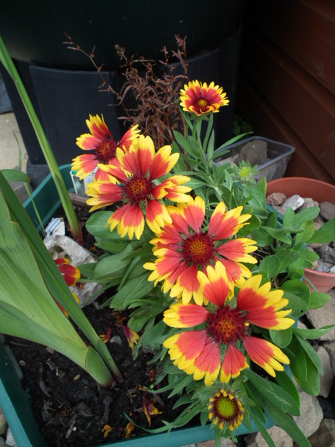 Snappys Gardens Blog: Pictures From The Plot