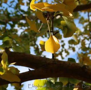 Golden ginkgo leaf