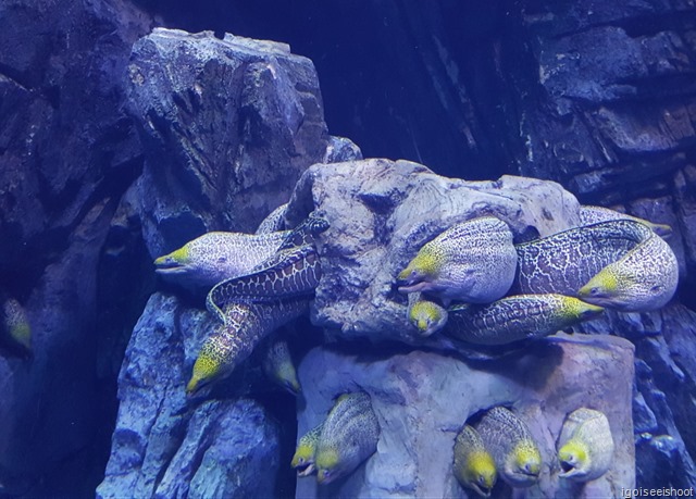 Chimelong Ocean Kingdom -  Family of moray eels.